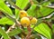 Loquat (Eriobotrya japonica)