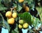 Loquat or Eriobotrya japonica. Close up of medlar fruit on a tree branch.