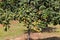 Loquat. Eriobotrya japonica. Fruits ripening on a tree branch