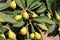 Loquat. Eriobotrya japonica. Fruits ripening on a tree branch