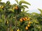 Loquat or Eriobotrya Japonica On The Island Of Crete