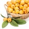 Loquat (Eriobotrya japonica L.)