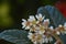 The loquat Eriobotrya japonica nÃ­spero tree, white flowers blooms. Space