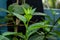 The loquat or Eriobotrya japonica sweet, citrus-like a great fruit