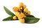 Loquat fruit