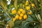 Loquat fruit