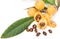 Loquat fruit (Eriobotrya japonica L.)