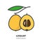 Loquat fruit icon, filled outline style vector