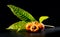 Loquat fruit or Japanese medlars, Nispero, Eriobotrya japonica with leaves fresh ripe bio vegetarian food,