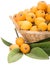 Loquat fruits in the basket