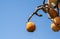 Loquat fruits growing on a branch