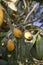 Loquat fruits on the Tree