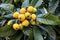Loquat fruits and tree in nature