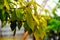 Loquat leaves are tender yellow, and raindrops condense at the leaf tips.