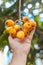 Loquat or meldar also called Bibasse held by a man`s hand