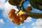 Loquat Tree