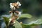 Loquat tree in bloom