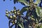 Loquat tree with mature fruits