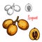 Loquat vector sketch tropical fruit