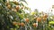 Loquats fruit in a branch of a loquat tree in a agricultural plantation