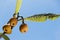 Loquats hanging on a tree