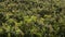 Loquats plantation with trees full of medlars at morning