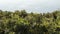 Loquats plantation with trees full of medlars together the sea