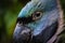 Lord Derby Parakeet Closeup