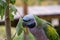 Lord Derby Parakeet Closeup