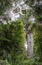 Lord of the Forest Kauri Tree in New Zealand.