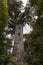 Lord of the Forest Kauri Tree in New Zealand.