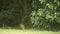 Lord Howe Woodhen moves across the screen from left to right