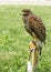 Lord of the sky, falcon standing and looking, Falcon - hawk is ready for hunting