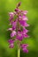 Lorez Orchid, Orchis x loreziana, flowering European terrestrial wild orchid, nature habitat, detail of bloom, green clear