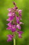 Lorez Orchid, Orchis x loreziana, flowering European terrestrial wild orchid, nature habitat, detail of bloom, green clear backgro