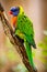 Lori Lorikeet