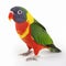 Lori parrot isolated on white close-up, beautiful pet,