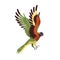 Loriina parrot flying with spread wings. Tropical rainbow lorikeet with long tail. Exotic bird with multicolor feathers