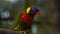 Loriinae or lorikeet are rainbow lory which are small birds