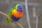 Lorikeet bird