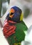 Lorikeet bird