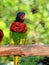 Lorikeet Bird In Aviary