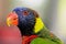 Lorikeet bird closeup