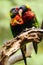 Lorikeet couple