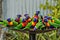 Lorikeet Feeding Time