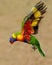 Lorikeet in flight In inland rural Australia