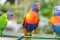 Lorikeet looking inquisitive between two other lorikeets