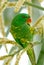 Lorikeet - Parrot