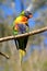 Lorikeet parrot