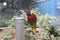 Lorikeet parrot close up - blue, yellow, red, green feathers sitting on fence